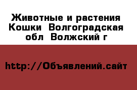 Животные и растения Кошки. Волгоградская обл.,Волжский г.